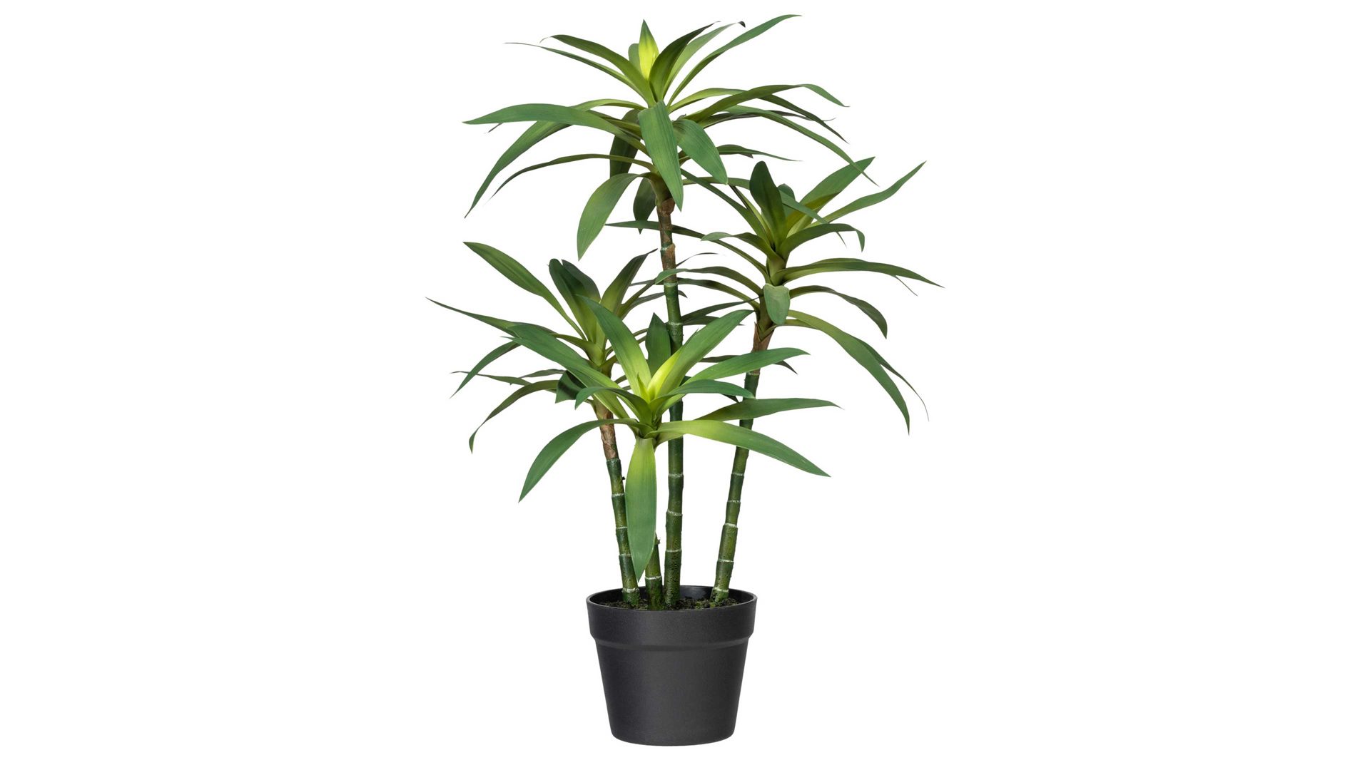 Pflanze Gasper aus Kunststoff in Grün Drachenbaum grüner Kunststoff & schwarzer Topf – Höhe ca. 65 cm