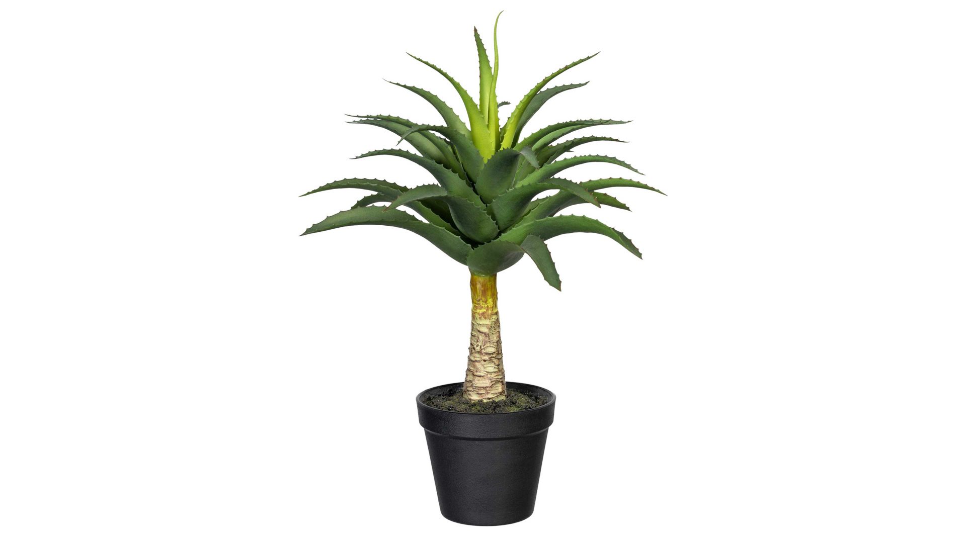 Pflanze Gasper aus Kunststoff in Grün Aloe-Stämmchen grüner Kunststoff & schwarzer Topf – Höhe ca. 45 cm