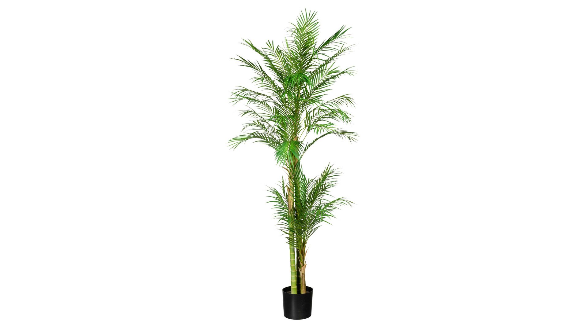 Pflanze Gasper aus Kunststoff in Grün Arecapalme grüner Kunststoff & schwarzer Topf – Höhe ca. 180 cm