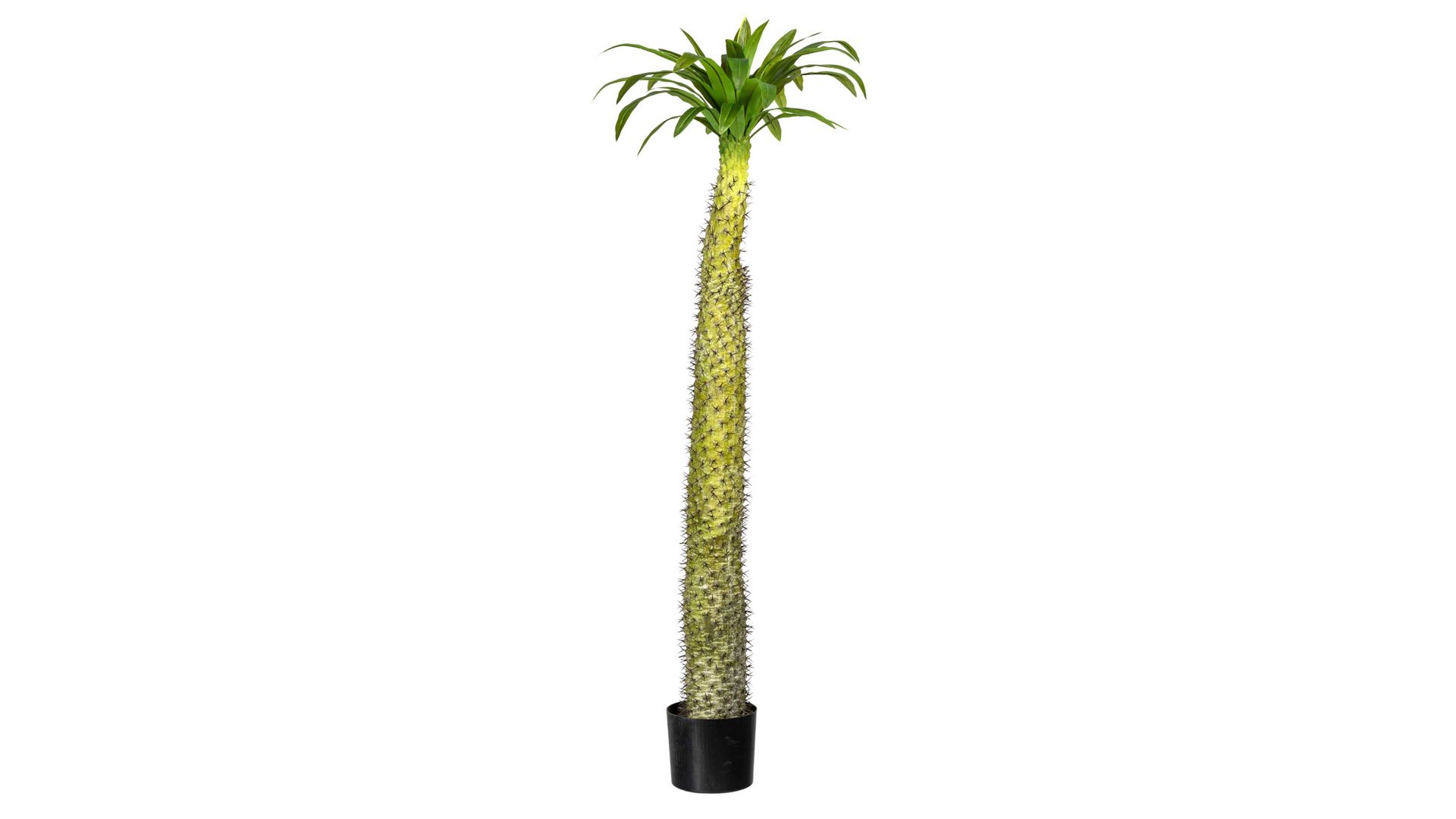 Pflanze Gasper aus Kunststoff in Grün Madagaskarpalme Pachypodium grüner & brauner Kunststoff – Höhe ca. 160 cm