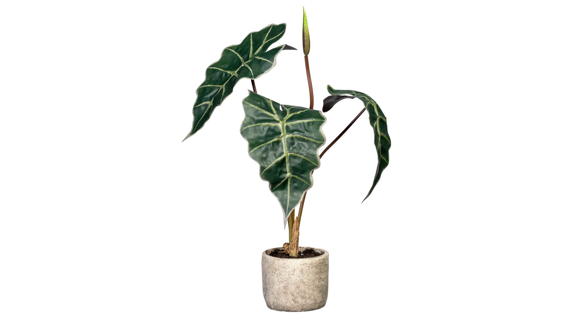 Pflanze Gasper aus Kunststoff in Grün Elefantenohr Alocasia grün-weißer Kunststoff & Zementtopf – Höhe ca. 60 cm