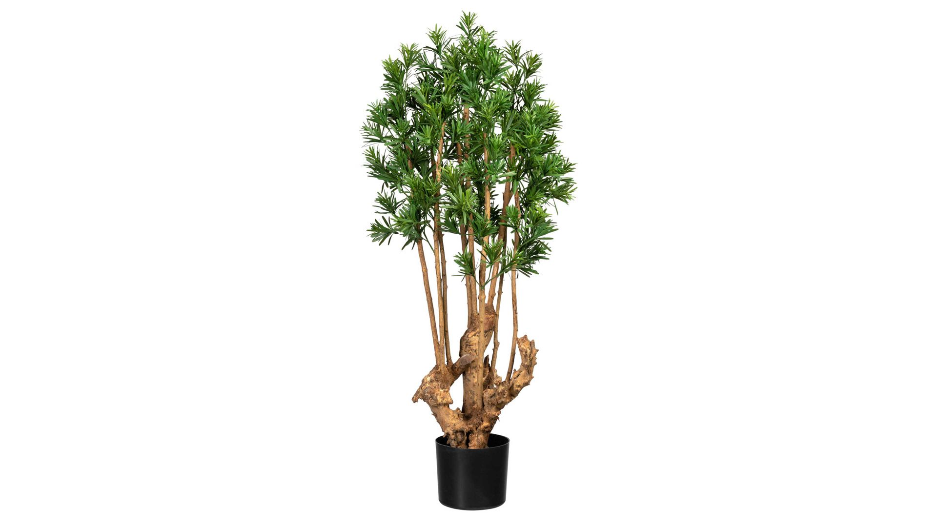 Pflanze Gasper aus Kunststoff in Grün Steineibe Podocarpus macrophyllus grüner Kunststoff & schwarzer Topf – Höhe ca. 105 cm
