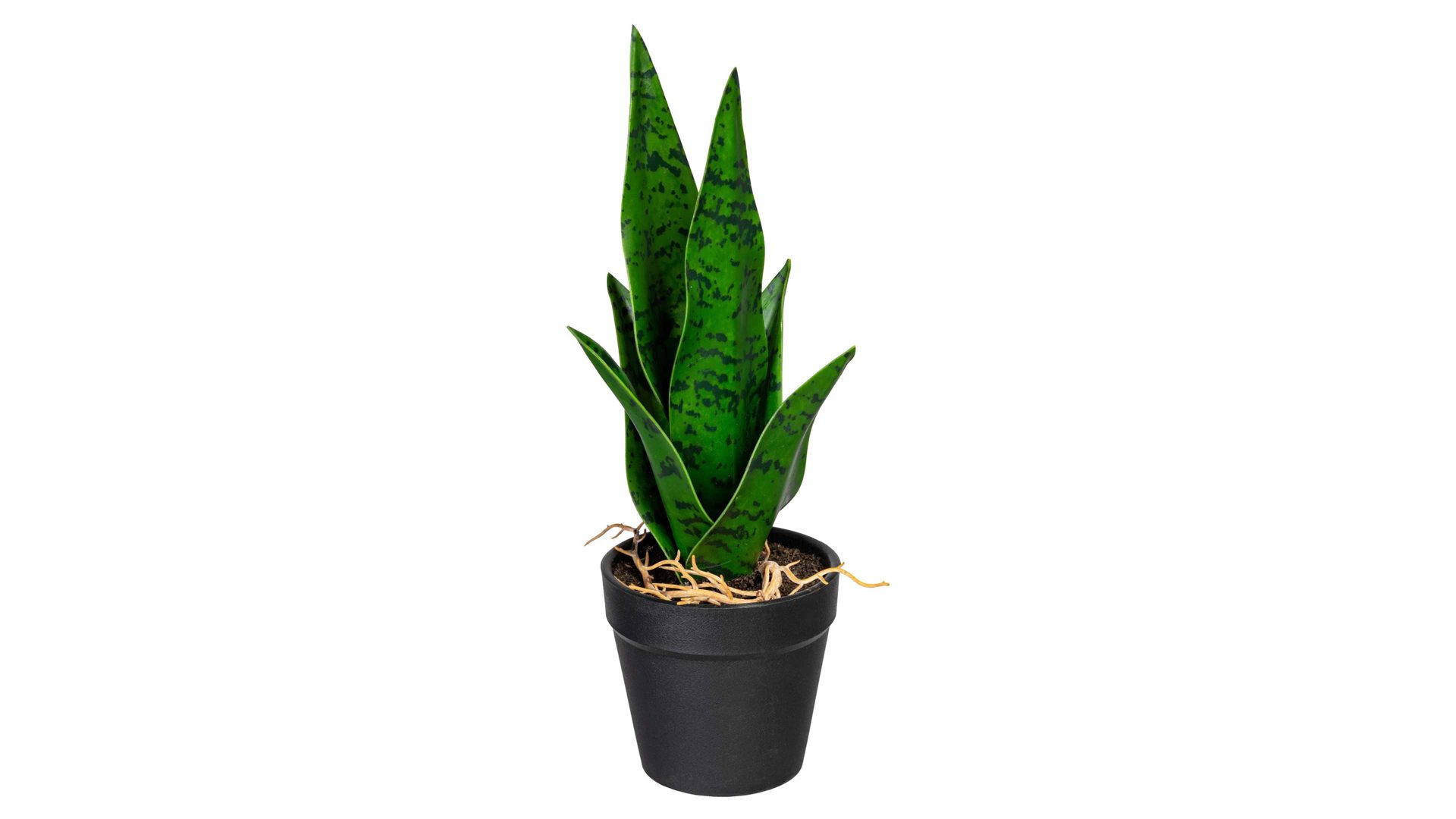 Pflanze Gasper aus Kunststoff in Dunkelgrün Mini Sanseveria Sabrina dunkelgrüner Kunststoff & schwarzer Topf – Höhe ca. 27 cm