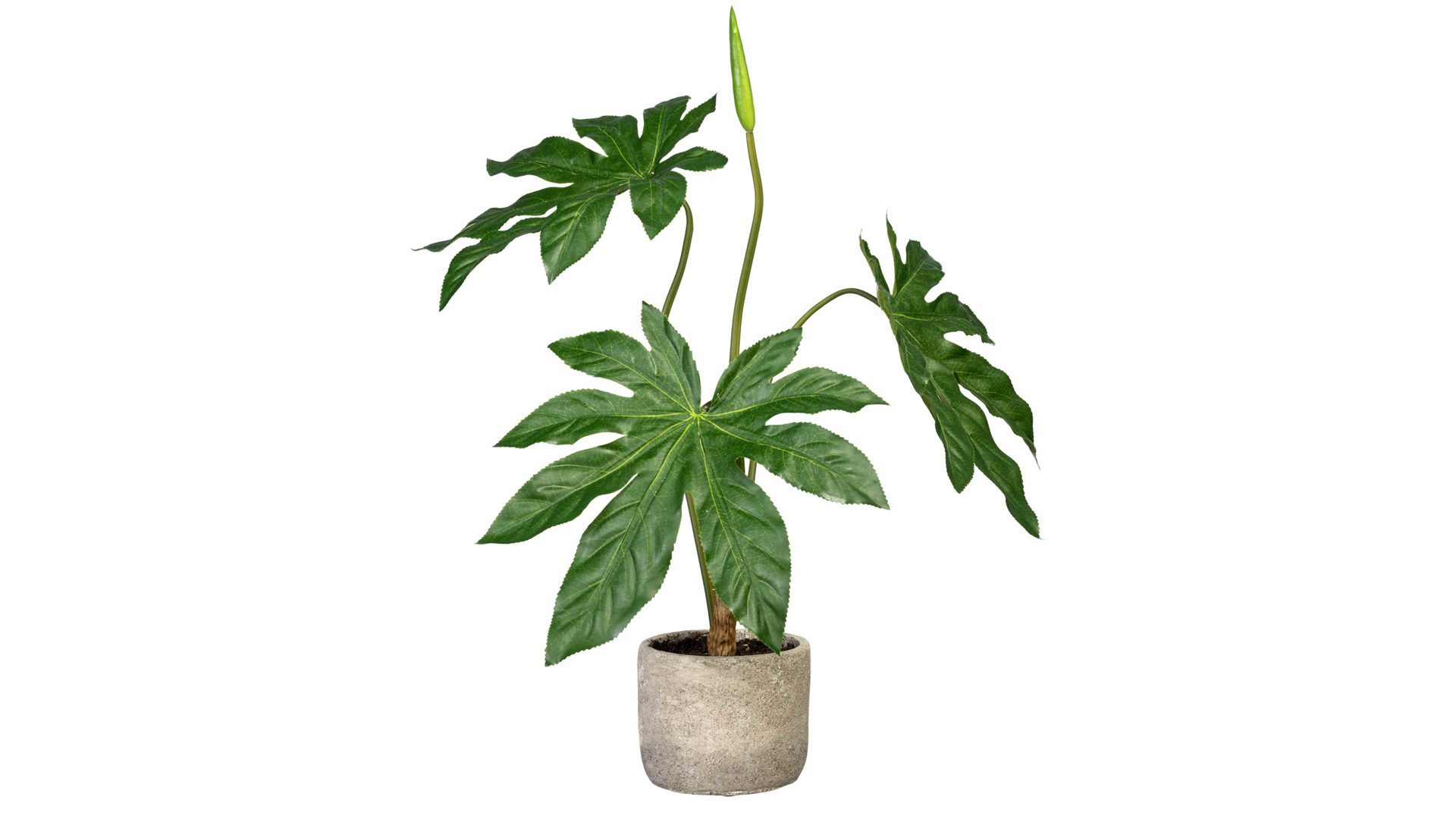 Pflanze Interliving BEST BUDDYS! aus Kunststoff in Grün Interliving BEST BUDDYS! Aralie Stella grüner Kunststoff & Zementtopf – Höhe ca. 60 cm