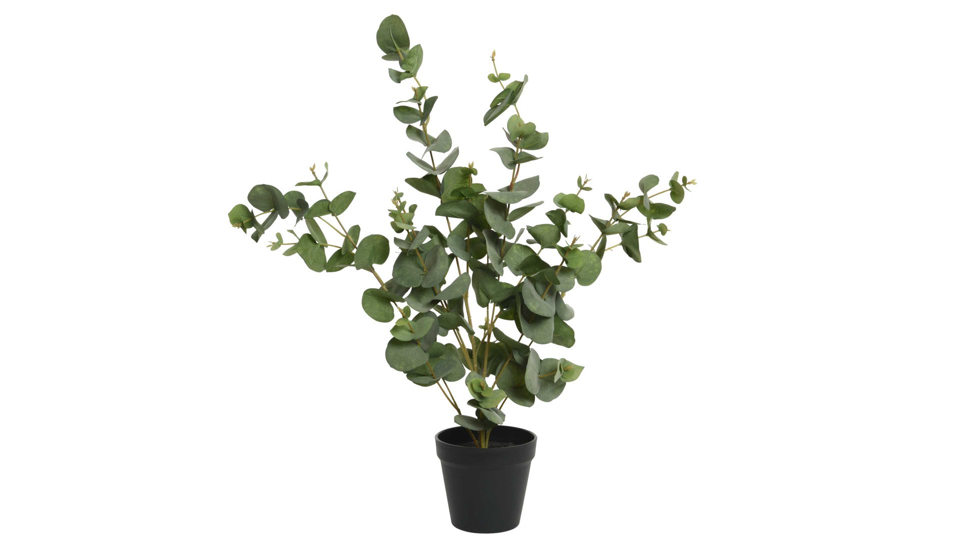 Pflanze Interliving BEST BUDDYS! aus Kunststoff in Grün Interliving BEST BUDDYS! Eukalyptus grüner Kunststoff - Höhe ca. 60 cm