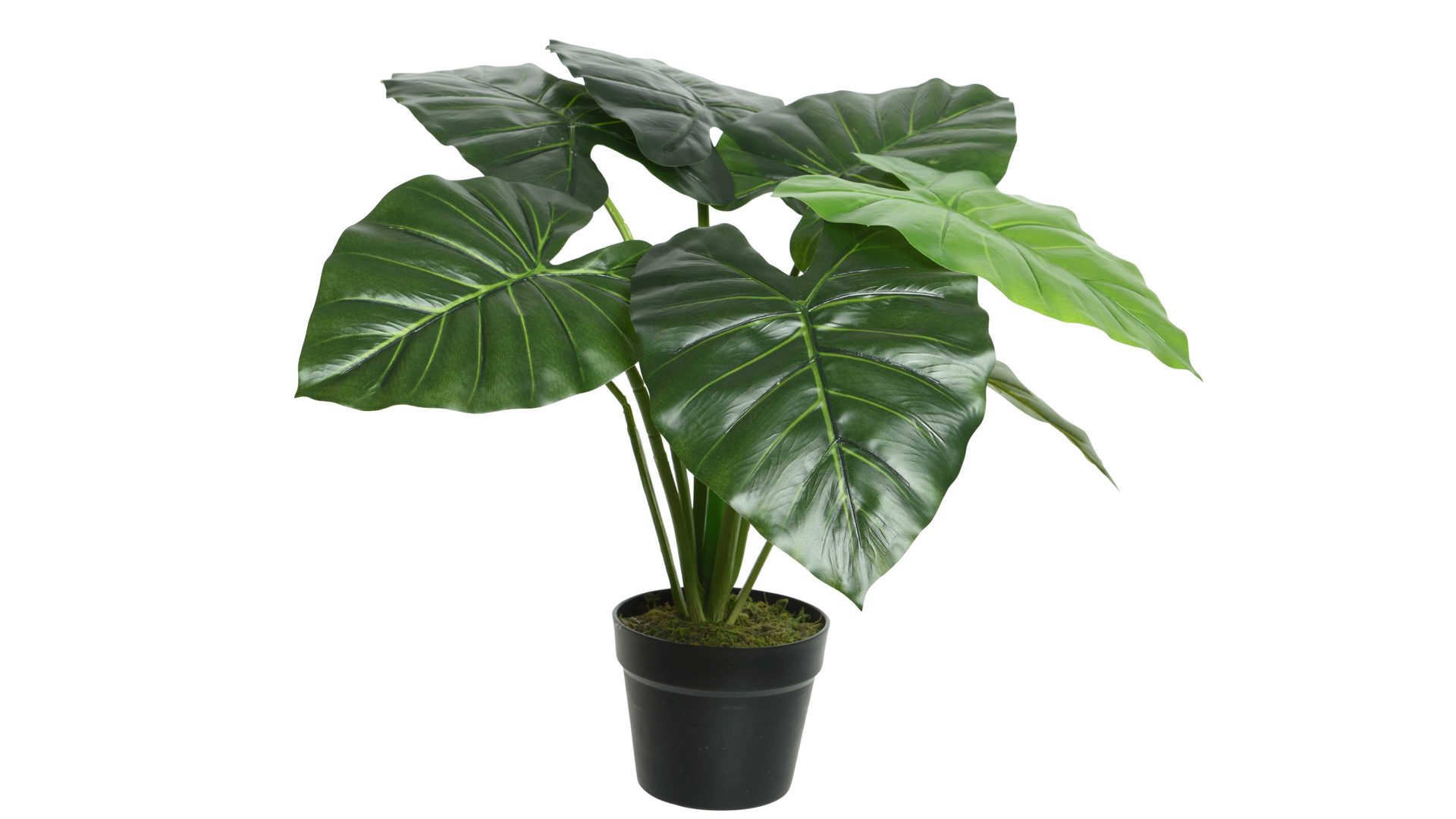 Pflanze Interliving BEST BUDDYS! aus Kunststoff in Grün Interliving BEST BUDDYS! Taro - riesenblättriges Pfeilblatt grüner Kunststoff - Höhe ca. 52 cm