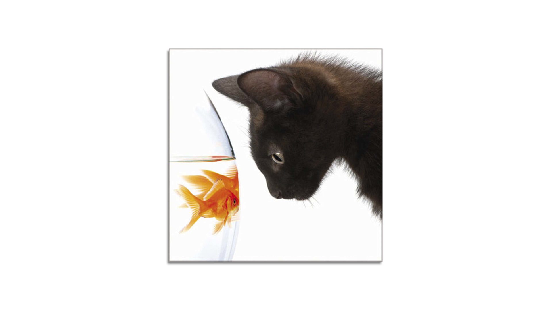Glasbild Ars graphica aus Glas in Mehrfarbig Glasbild Goldfish I 4 mm Floatglas mit Motiv - ca.  30 x 30 cm