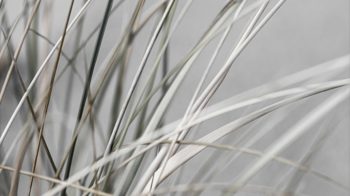 Kunstdruck Malerifabrikken aus Holz in Grau Posterdruck Mellow Grasses 1 bedrucktes Holz & Eiche – ca. 50 x 70 cm