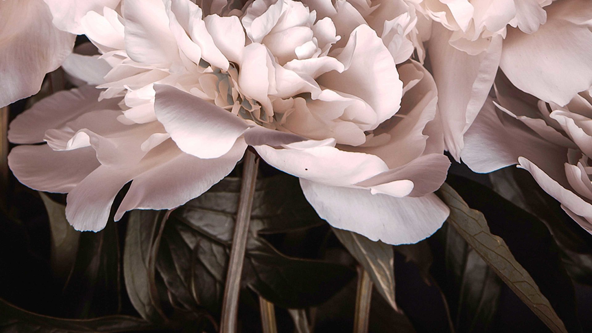 Kunstdruck Malerifabrikken aus Karton / Papier / Pappe in Pastell Posterboard Sigma 2 mit Rahmen Motiv Pfingstrose & Eichenholzrahmen – ca. 50 x 70 cm