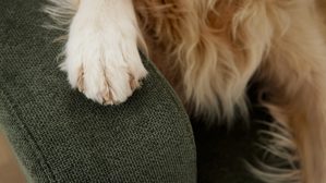 Polsterhocker Interliving aus Stoff in Grün Interliving Sofa Serie 4303 – XXL-Hocker moosgrüner Pfotenstoff Cyber - ca. 126 x 76 cm